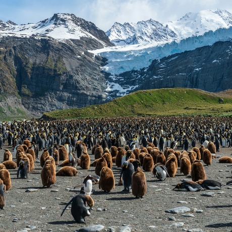 Antarctica | South Georgia Natural History