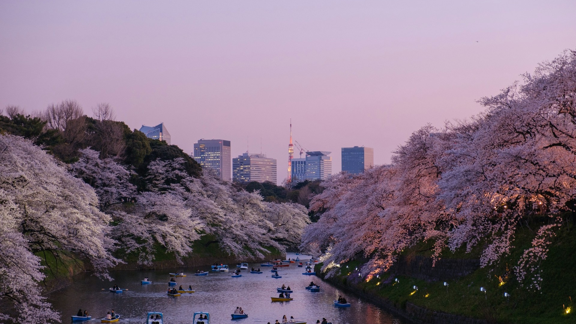 Cherry Blossom Dreams in Tokyo